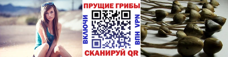Псилоцибиновые грибы GOLDEN TEACHER  Купить где  Западная Двина 